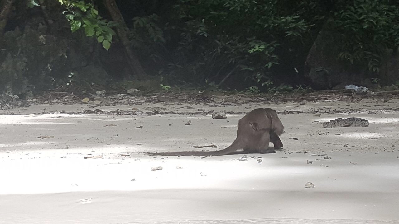 real monkey by the beach
